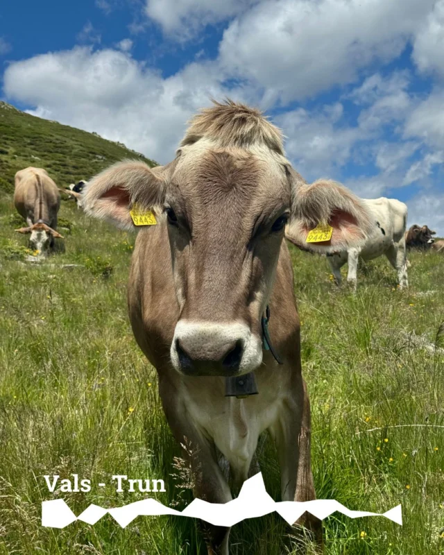 Grossartige Biketour von Thusis nach Trun.
Teil 2: Vals - Uors - Vrin - Lumbrein - Alp Sezner - Val Gronda - Trun

@safientaltourismus 
@visitvals 
@surselvatourism 
@surselvabike 
@homeoftrails 

#alpsezner  #vallumnezia  #lumbrein  #vals  #uors  #surselva  #graubünden  #visitgraubunden  #graubündentourismus  #schweizalpen  #mountainbike  #mtbsuisse  #mountainbikegraubünden  #singletrail  #alpencross  #enduromtb  #bikegraubünden  #bikelife  #schweizeralpen  #bergpanorama  #abenteueralpen  #draussenzuhause
